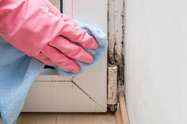 Mold Remediation for Rental Properties in Bloomingdale, IL